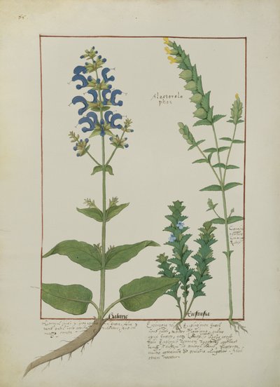 Illustration aus dem Buch der einfachen Medizin von Mattheaus Platearius, ca. 1470 von Robinet Testard